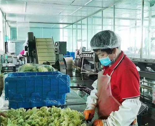 中国人寿财险为预制菜提供专属定制服务 保障食品安全 护航产业发展